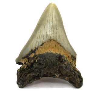 Genuine Miocene Age Megalodon Shark Tooth Fossil for Sale from South Carolina #62