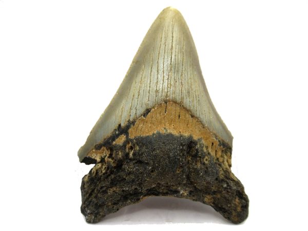 Genuine Miocene Age Megalodon Shark Tooth Fossil for Sale from South Carolina #62