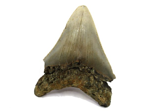 Genuine Miocene Age Megalodon Shark Tooth Fossil for Sale from South Carolina #62a