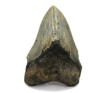 Genuine Miocene Age Megalodon Shark Tooth Fossil for Sale from South Carolina #63