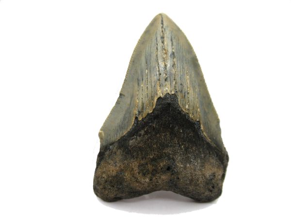 Genuine Miocene Age Megalodon Shark Tooth Fossil for Sale from South Carolina #63