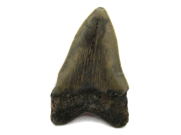 Genuine Miocene Age Megalodon Shark Tooth Fossil for Sale from South Carolina #63a