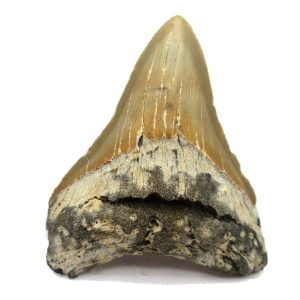 Genuine Miocene Age Megalodon Shark Tooth Fossil for Sale from South Carolina #64