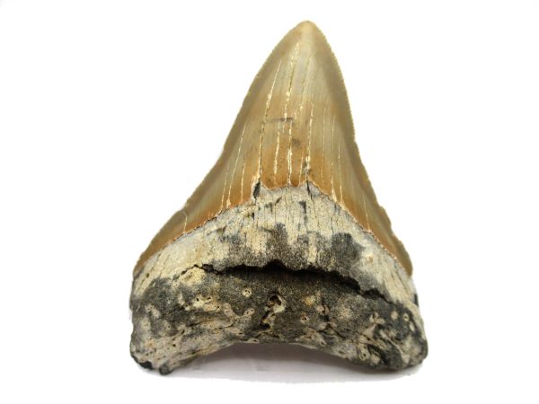 Genuine Miocene Age Megalodon Shark Tooth Fossil for Sale from South Carolina #64