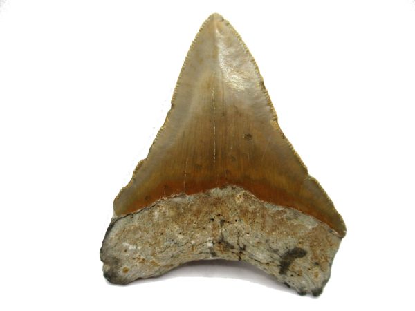 Genuine Miocene Age Megalodon Shark Tooth Fossil for Sale from South Carolina #64a