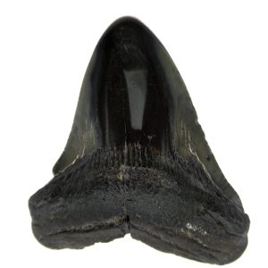 Genuine Miocene Age Megalodon Shark Tooth Fossil for Sale from South Carolina #65