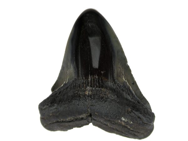 Genuine Miocene Age Megalodon Shark Tooth Fossil for Sale from South Carolina #65