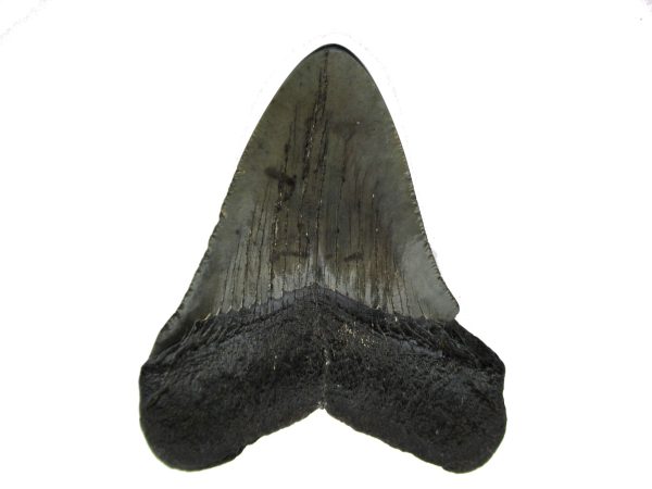 Genuine Miocene Age Megalodon Shark Tooth Fossil for Sale from South Carolina #65a