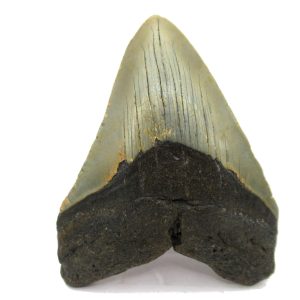 Genuine Miocene Age Megalodon Shark Tooth Fossil for Sale from South Carolina #66