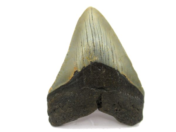 Genuine Miocene Age Megalodon Shark Tooth Fossil for Sale from South Carolina #66