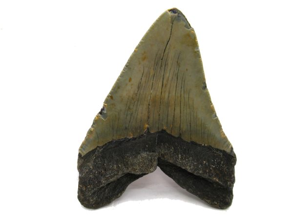 Genuine Miocene Age Megalodon Shark Tooth Fossil for Sale from South Carolina #66a