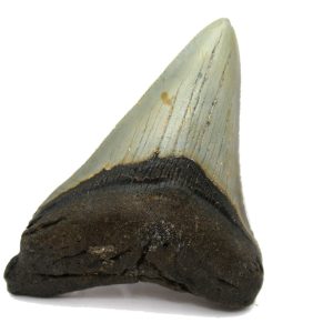 Genuine Miocene Age Megalodon Shark Tooth Fossil for Sale from South Carolina #67