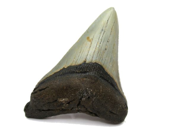 Genuine Miocene Age Megalodon Shark Tooth Fossil for Sale from South Carolina #67