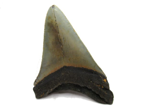 Genuine Miocene Age Megalodon Shark Tooth Fossil for Sale from South Carolina #67a