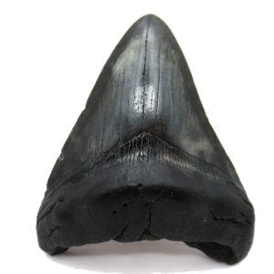 Genuine Miocene Age Megalodon Shark Tooth Fossil for Sale from South Carolina #68