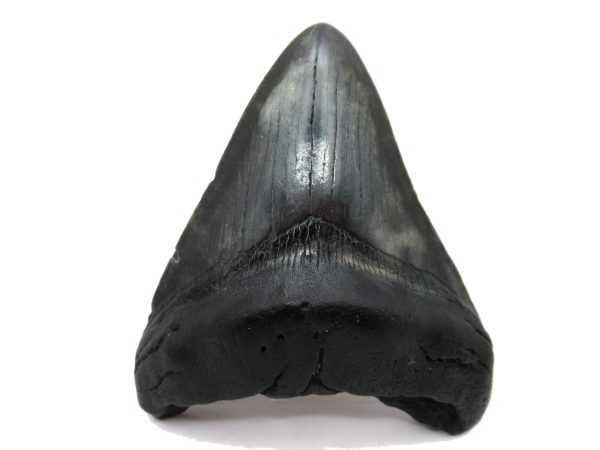 Genuine Miocene Age Megalodon Shark Tooth Fossil for Sale from South Carolina #68