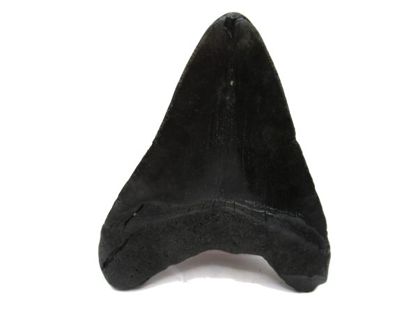 Genuine Miocene Age Megalodon Shark Tooth Fossil for Sale from South Carolina #68a