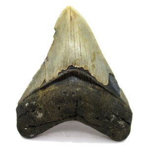 Genuine Miocene Age Megalodon Shark Tooth Fossil for Sale from South Carolina #69