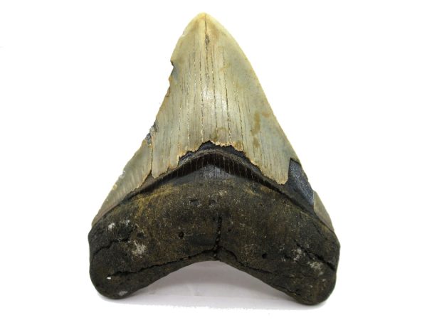 Genuine Miocene Age Megalodon Shark Tooth Fossil for Sale from South Carolina #69