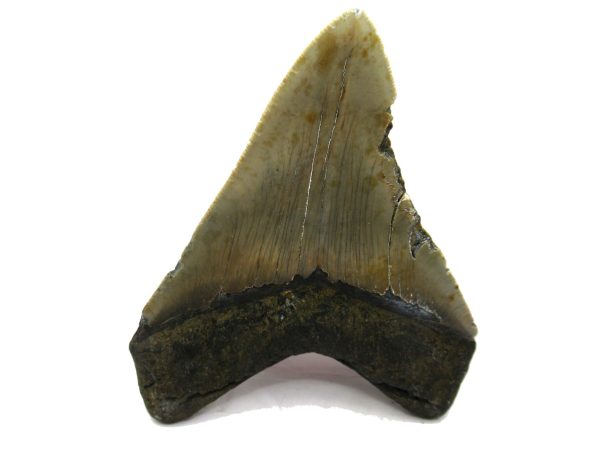 Genuine Miocene Age Megalodon Shark Tooth Fossil for Sale from South Carolina #69a