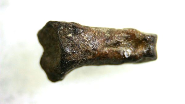 Cretaceous Mammal Toe #99 - Image 2