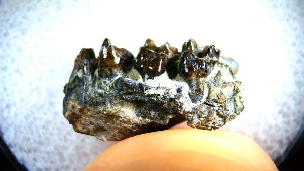 Cretaceous Mammal Tooth #100