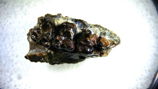 Cretaceous Mammal Tooth #100 - Image 3