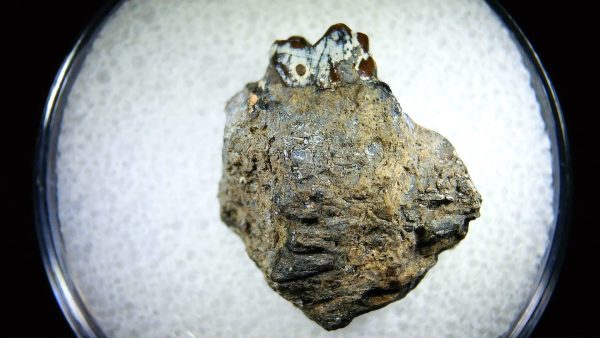 Cretaceous Mammal Tooth #101