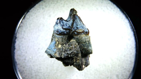 Cretaceous Mammal Tooth #102 - Image 2