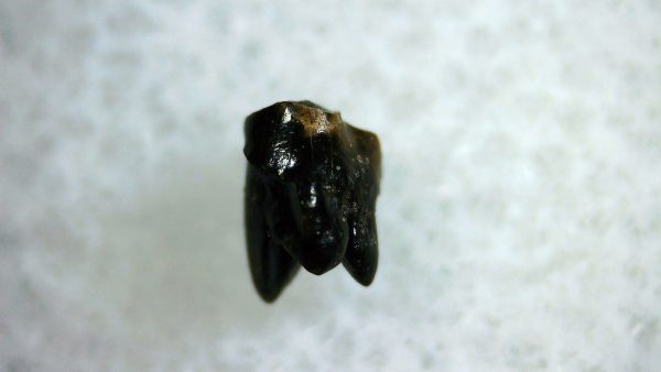 Cretaceous Mammal Tooth #95 - Image 3