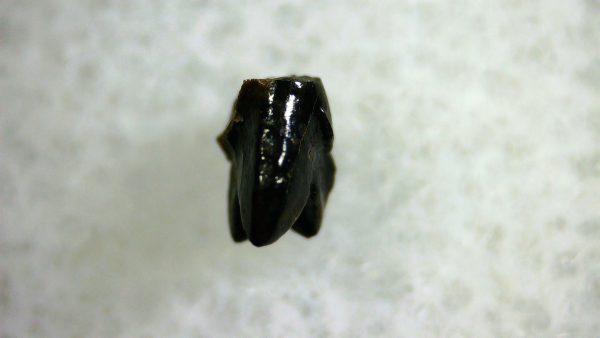 Cretaceous Mammal Tooth #95 - Image 2