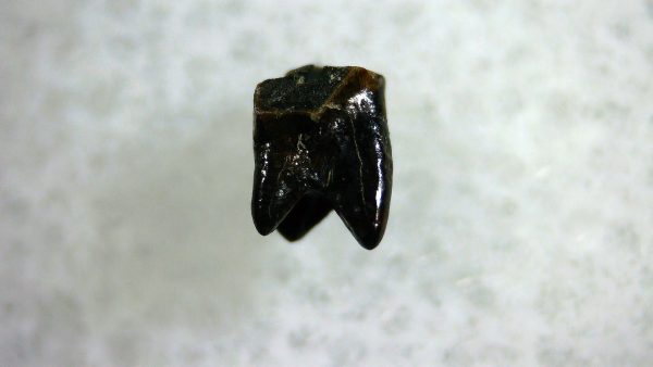 Cretaceous Mammal Tooth #95