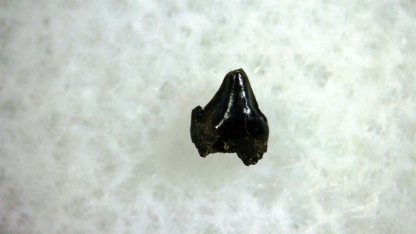 Cretaceous Mammal Tooth #96