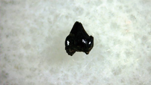 Cretaceous Mammal Tooth #96 - Image 2