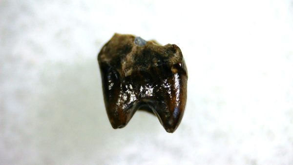 Cretaceous Mammal Tooth #97