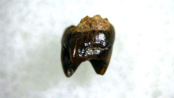 Cretaceous Mammal Tooth #97 - Image 2