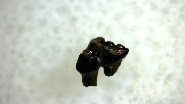 Cretaceous Mammal Tooth #98 - Image 2