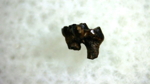 Cretaceous Mammal Tooth #98