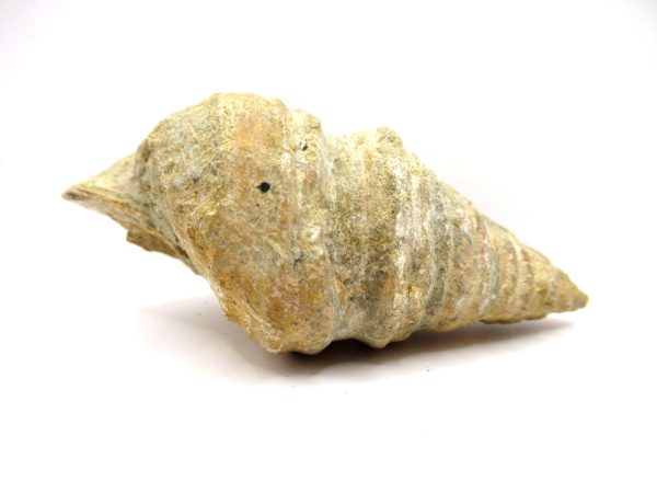 Gymnentone Gastropod - Spain #17