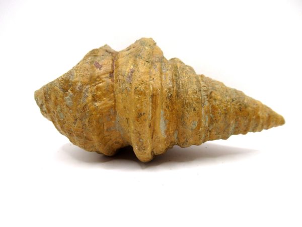 Gymnentone Gastropod - Spain #18