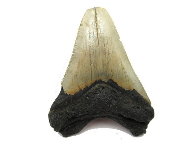 Genuine Miocene Age Megalodon Shark Tooth Fossil for Sale from South Carolina #58a