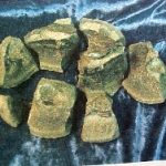 Coeloma Crab for Sale