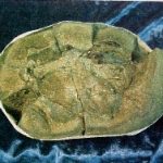 1b | Fossils for Sale Coeloma Crab for Sale