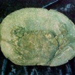 Coeloma Crab for Sale