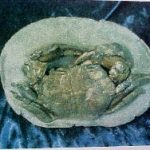 Coeloma Crab for Sale
