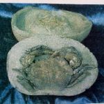 Coeloma Crab for Sale