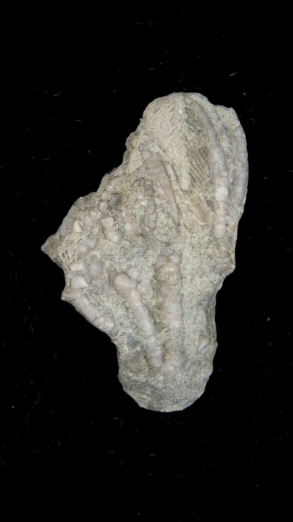 Dinotocrinus Crinoid | Alabama #1