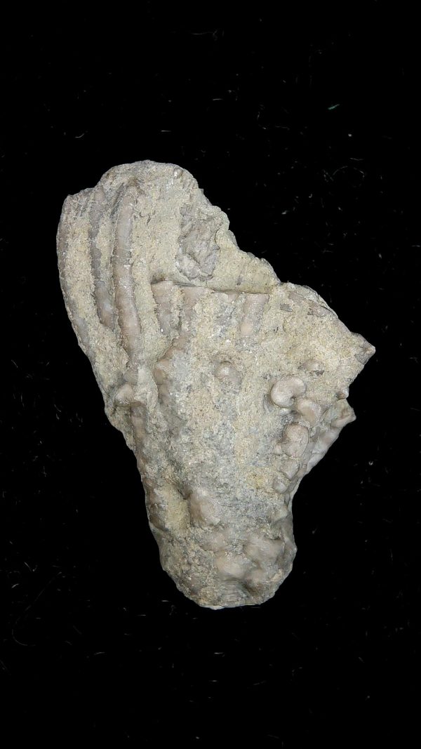 Dinotocrinus Crinoid | Alabama #1 - Image 2