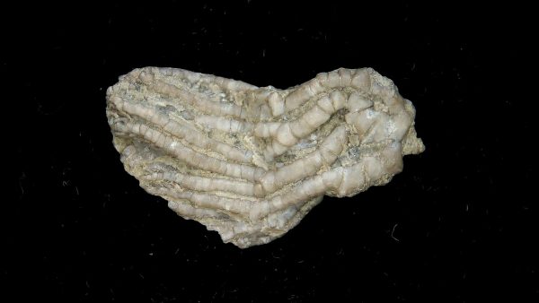 Dinotocrinus Crinoid | Alabama #2