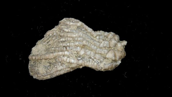 Dinotocrinus Crinoid | Alabama #2 - Image 2